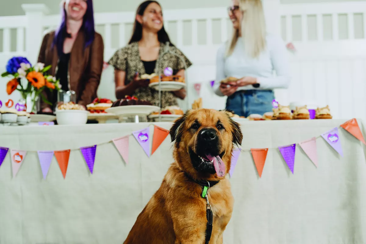A dog sitting with it's tongue out in front of a table with colourful bunting and baking on it.